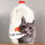 Cat Milk
