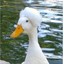 Son_of_a_duck