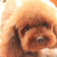 猴子派来的逗逗