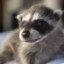 singular adolescent raccoon