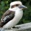 Kookaburra