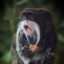 Bonkey the Monkey