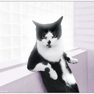 居居西贝不会打狙狙