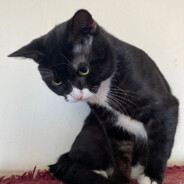 Zaяц - steam id 76561199679481527