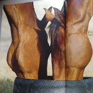 °Two°Beautiful°Horses°