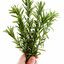 rosemary fresh from the garden