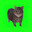OIA CAT