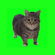 OIA CAT