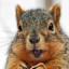 LtSquirrel01