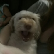 Jotaro Dogjo
