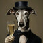 Mr.Galgo