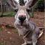 Kangaroo&lt;3