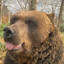 a literal bear