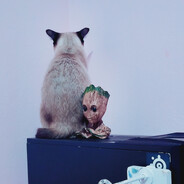 Avatar snapshot