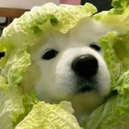 是橘子不是丑橘