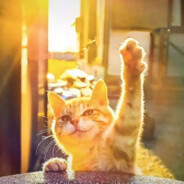 爱吃西红柿炒蛋