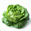 lettuce ツ