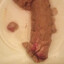BLACK COCK