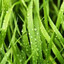 wet grass