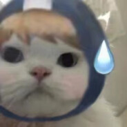 芝士你们码