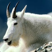 Goataway