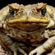 Toad_