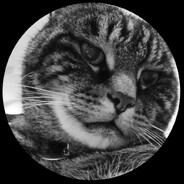 vekshy avatar