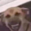 evil dog