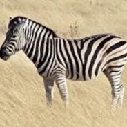 ZebraKnackerReturns