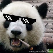 Alpha Panda
