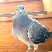 Queenie