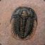 Trilobite