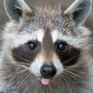 BlackRacoon