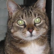 Signor Lupo - steam id 76561197971107790