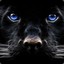 Pantheran95