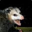 Opossum Vicious