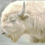 White Buffalo Rides Oats