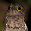 Scottish Potoo