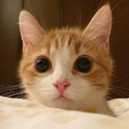 啊？？