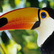 le toucan
