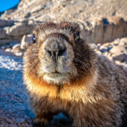 Marmot