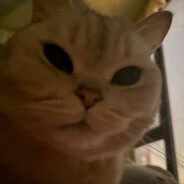 尼尼孩孩major冠军