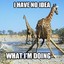 GiraffeRehab