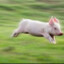 fast pigs stay alive