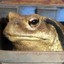 Toad_0108