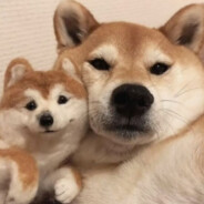 无敌暴龙战士fjslk