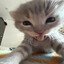 ᵍᵉᵐᵃᵗᵒᵐᵃᶻᵒˡ