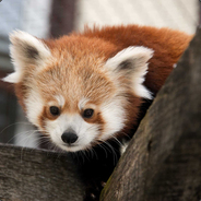 Red Schniper Panda