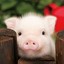 pig killer