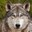_WOLF_